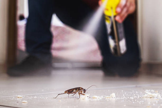 Spider Control Near Me in Pleasure Point, CA